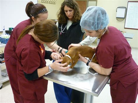 Earn an Associate's Degree in Veterinary Technology