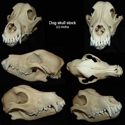 1000 Images About Dog Skeletal Reference On Pinterest Dog Anatomy