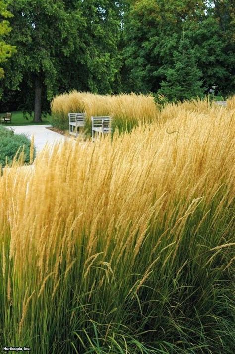 Style And Design Ornamental Grasses Screen Plants Feather Reed Grass
