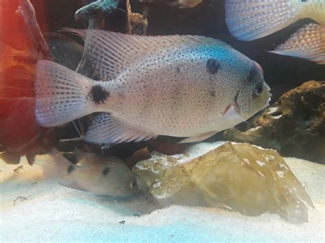 Vieja Argentea Cichlids Fish Pet Pets