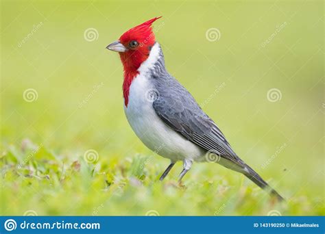 Red Crested Cardinal Royalty Free Stock Photo