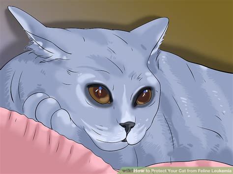How To Protect Your Cat From Feline Leukemia 3 Steps