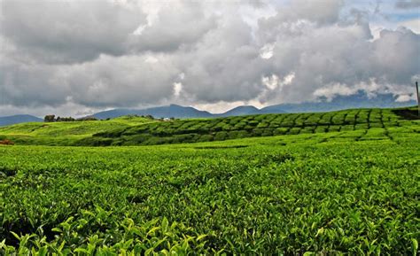 Kacang asal australia itu memang tidak sepopuler kacang tanah atau kacang mede. Jenis - Jenis Perkebunan Di Indonesia Dan Letaknya