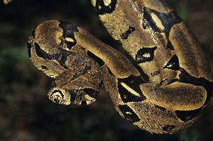 Boa Constrictor 39 On The In Portsmouth After Being Thrown In Hedge 39