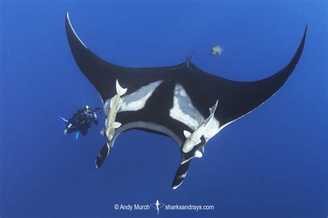 Oceanic Manta Ray Mobula Birostris