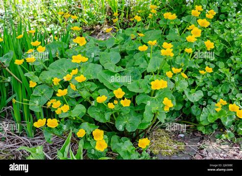 Caltha Palustris Known As Marsh Marigold And Kingcup Growing In A