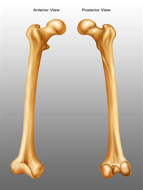 Posterazzi Femur Anterior And Posterior View Poster Print By Gwen