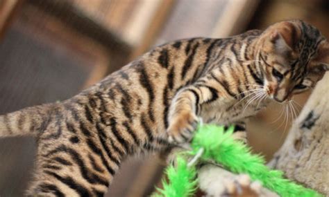 Meet the cat that is looking more and more like a little tiger every year. Queenanne Cats - Toyger Queens Cat Breeder in Bromsgrove ...