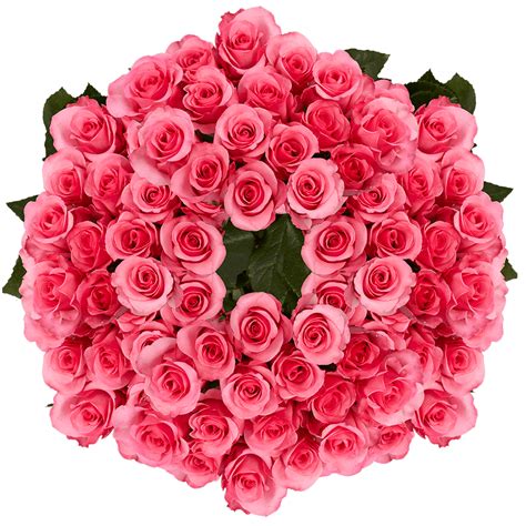 250 Stems Of Dark Pink Eliza Roses Beautiful Fresh Cut Flowers