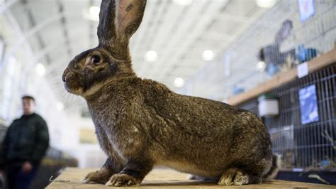 Airline Saddened After Giant Rabbit Dies On Flight