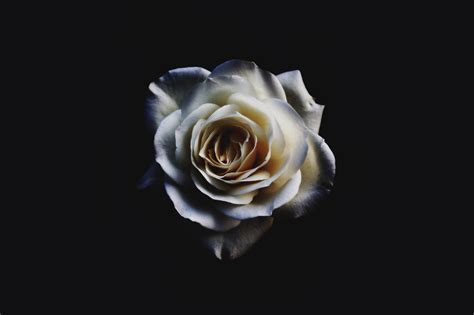 Black And White Aesthetic Roses Wallpapers Wallpaper Cave