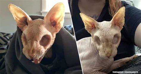 People Cant Decide Whether This Hairless Cat That Lost Its Eyes Is