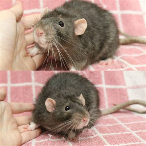 Adopt Me Domestic Rats Groom Themselves More Often Than Cats