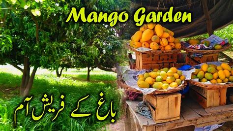 Mango Garden Beautiful View Of Mango Garden Beautiful Pakistani Mango