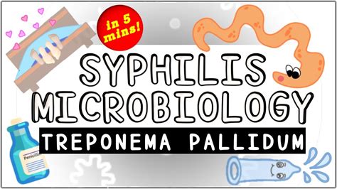Syphilis Treponema Pallidum Microbiology All You Need To Know Youtube