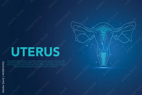 Human Organ Uterus And Ovaries Female Reproductive System Human