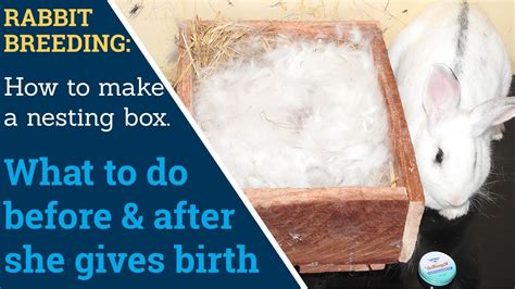 How To Make A Rabbit Nesting Box And What To Do Before And After The