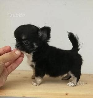 Ha una testa tonda, a forma di perché acquistare un cucciolo di chihuahua?: Chihuahua a pelo lungo per accoppiamento | Posot Class