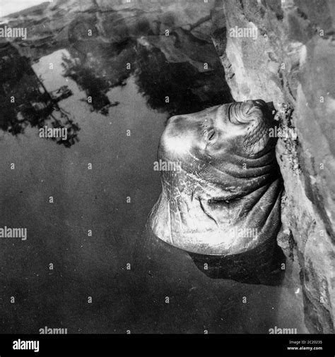 Roland the Elephant Seal in the Berlin Zoo on the 21st September 1941