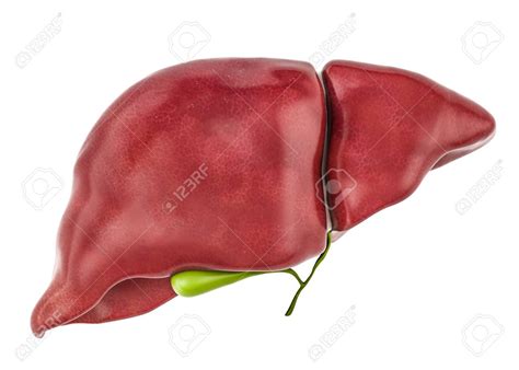 Liver Aesthetic