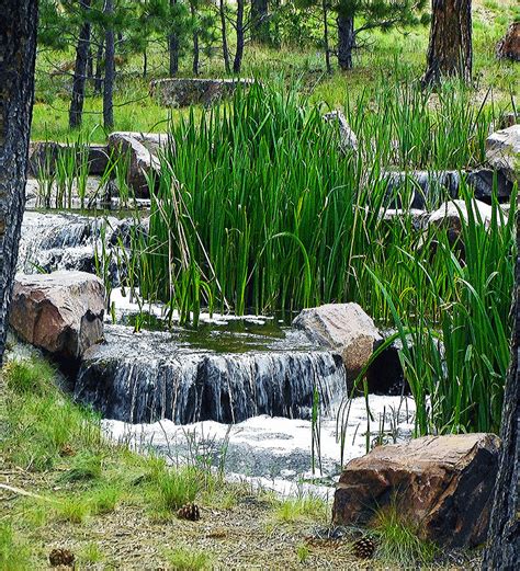 Grass Reeds Black Forest Painting By Kathy Symonds Fine Art America