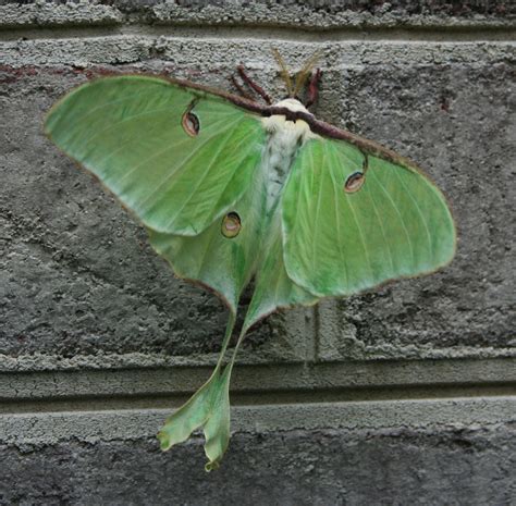 Georgia Moth Series Luna Moth Proactive Pest Control