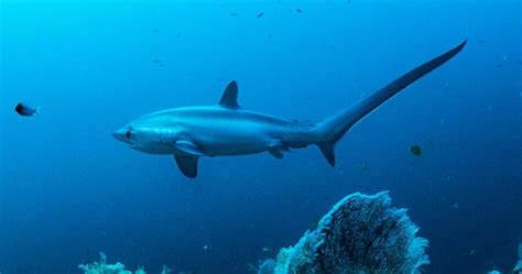 The Unique Looking Thresher Shark Critter Science