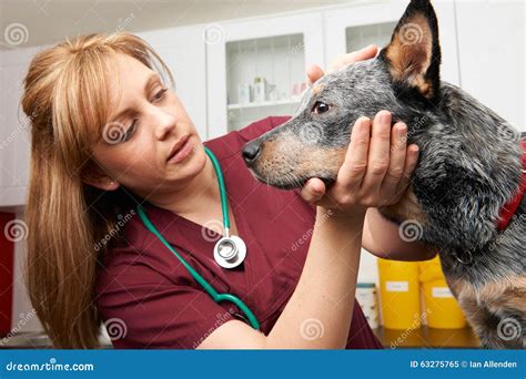 Female Vet Examining Dog In Surgery Stock Image Image Of Exam
