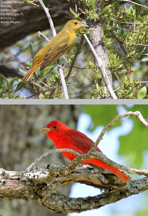 Summer Tanager Backyard Birds Bird People Birds