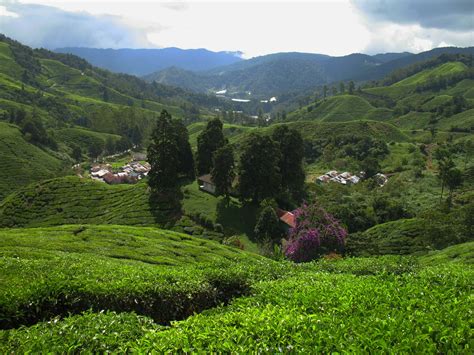 3 Tea Plantations In Malaysia A Refreshing Visual Indulgence