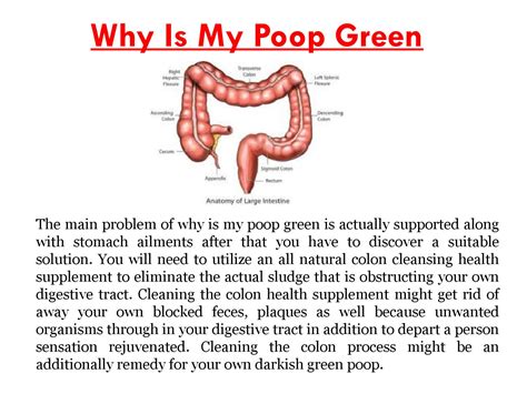 Why Is My Poop Green By My Poop Is Green Issuu