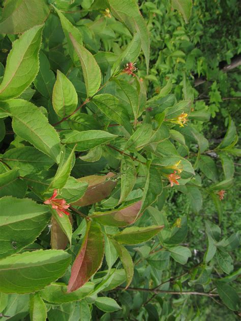 Bush Honeysuckle Is Widely Grown And Sold At St Williams Nursery