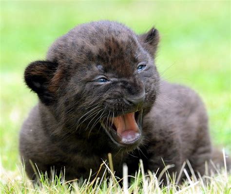 Black Panther Cubs Panther For Sale Cub Big Cats 3 Pinterest