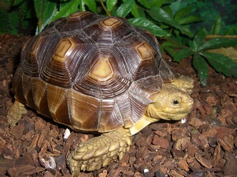 Sulcata Tortoise For Sale Reptile Forums