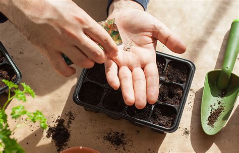 How To Grow Lettuce Tips For Planting And Growing Complete Guide