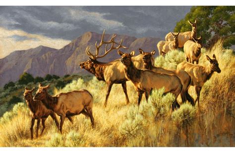 By Greg Beecham Wildlife Paintings Wildlife Artwork Wildlife Artists