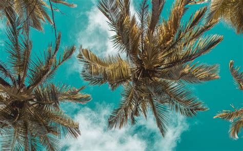 Download Wallpapers Palm Trees Bottom View Blue Sky Palm Leaves