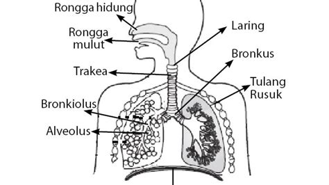 Kliping bahaya rokok dan kelainan sistem respirasi manusia. Struktur Dan Fungsi Sistem Respirasi Pdf
