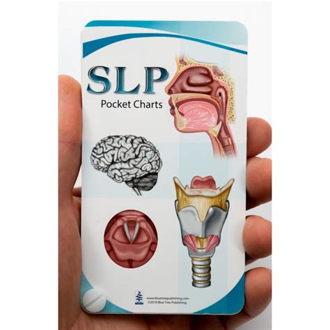 Slp Swallowing Speech Articulation Brain Anatomy Pocket Charts Set