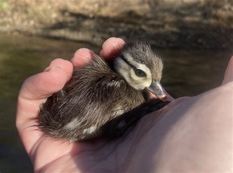 Baby Wood Ducks An Unexpected Catch Fishbio Fisheries Consultants
