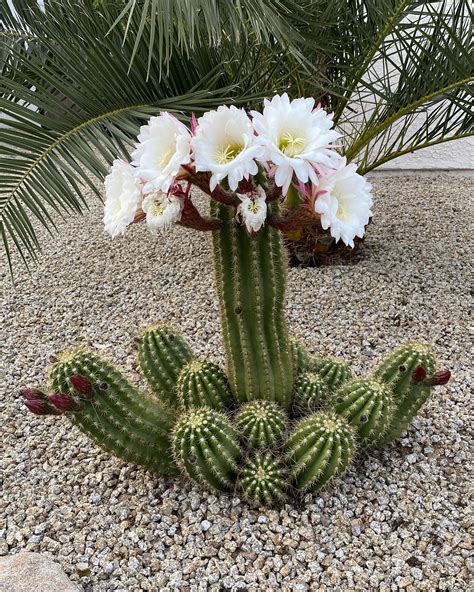 Lista 98 Foto Fotos De Cactus Con Flores Y Sus Nombres Mirada Tensa