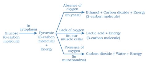 Ncert Solutions For Class Science Chapter Life Processes Cbse Path