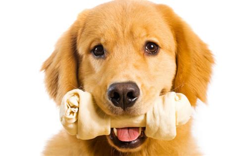 Choosing A Safe Bone For Your Dog