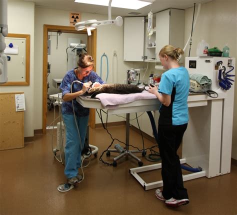 Care pet clinic is a full service animal hospital and will take both emergency cases as well as less urgent medical, surgical, and dental issues. Manchester Veterinary Clinic, CT - Veterinay hospital tour ...