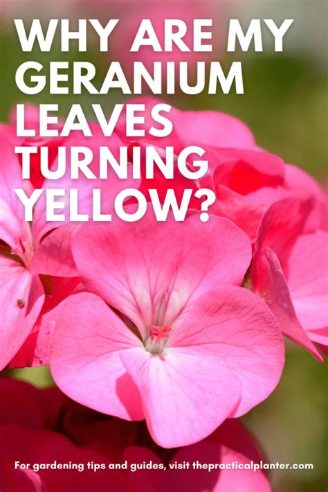 Why Are My Geranium Leaves Turning Yellow 7 Potential Reasons To