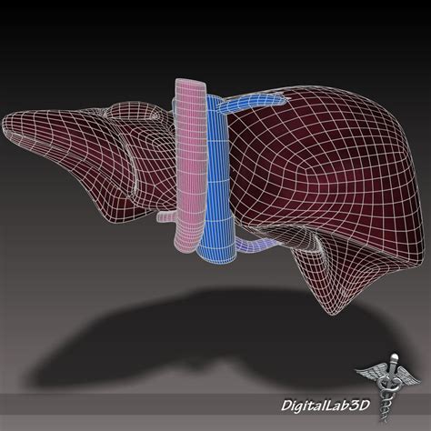 Liver Anatomy 3d Model Max Obj 3ds Fbx C4d Lwo Lw Lws