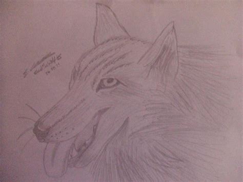 Panting Wolf By Shadethewolf65 On Deviantart