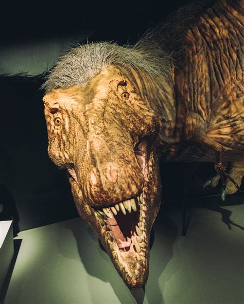 Life Size Tyrannosaurus Rex Model From The American Museum Of Natural