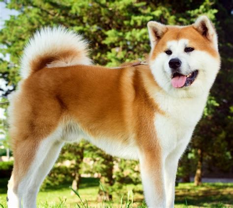 How Much Do Akita Puppies Cost