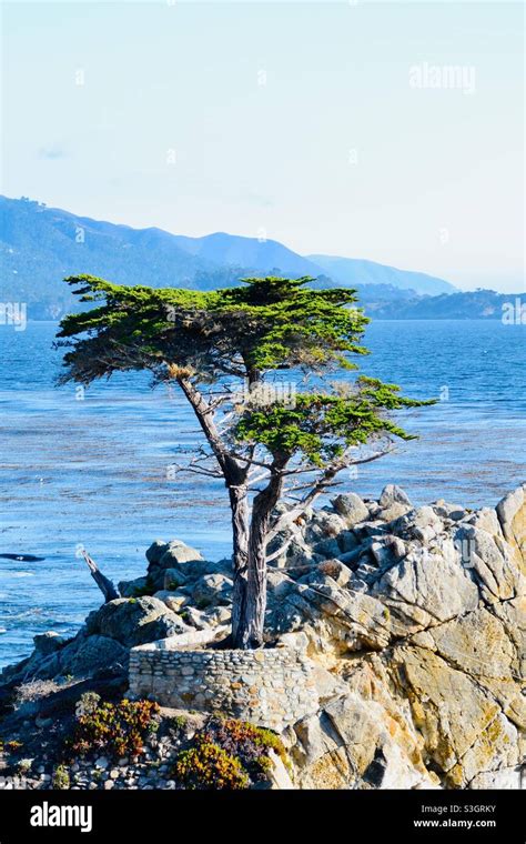 Lone Cypress Tree On 17 Mile Drive Monterey California Usa Stock